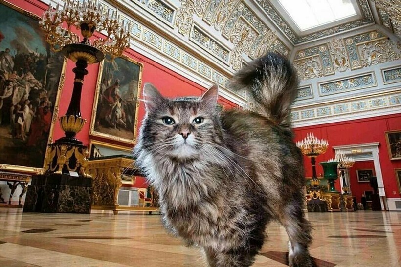 Коты в Эрмитаже не только надзиратели, но и любимчики работников и посетителей Коты в Эрмитаже не только надзиратели, но и любимчики работников и посетителей
