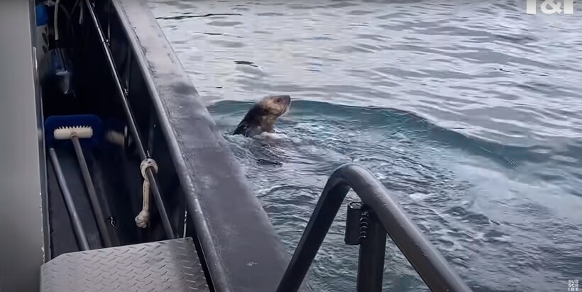 Блог - Видео: Выдра запрыгнула в лодку, обхитрив косатку Видео: Выдра запрыгнула в лодку, обхитрив косатку