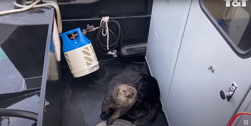 Блог - Видео: Выдра запрыгнула в лодку, обхитрив косатку Видео: Выдра запрыгнула в лодку, обхитрив косатку