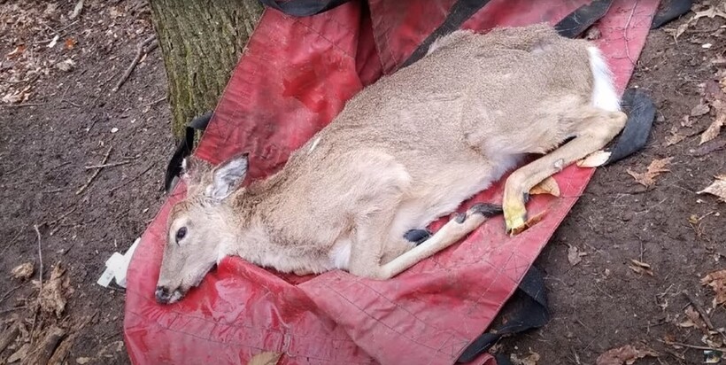 Блог - Видео: Мужчина увидел в лесу странное животное, которым оказался олень в беде Видео: Мужчина увидел в лесу странное животное, которым оказался олень в беде