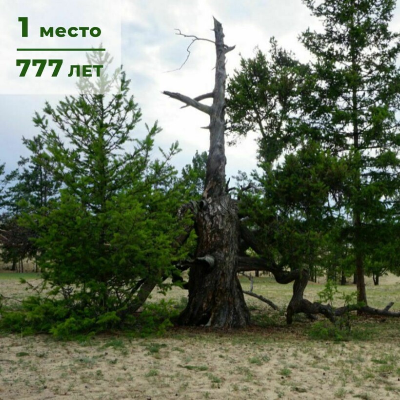 Блог - Что рассказали эксперты о самых старых деревьях страны Что рассказали эксперты о самых старых деревьях страны