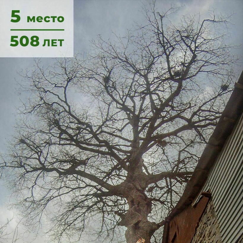 Блог - Что рассказали эксперты о самых старых деревьях страны Что рассказали эксперты о самых старых деревьях страны
