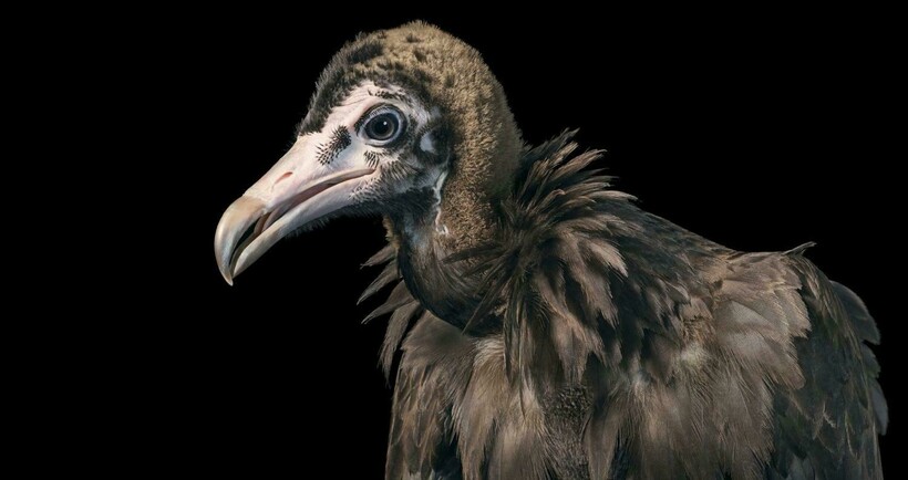 От героя Angry Birds до грифа: фотограф снимает птиц и рассказывает о проблемах видов