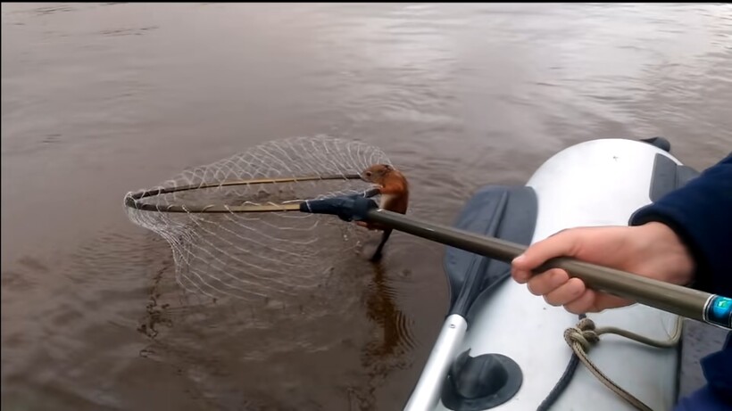 Блог - Белке мешали переплыть реку орланы, чайки и вороны, и люди решили ей помочь Белке мешали переплыть реку орланы, чайки и вороны, и люди решили ей помочь