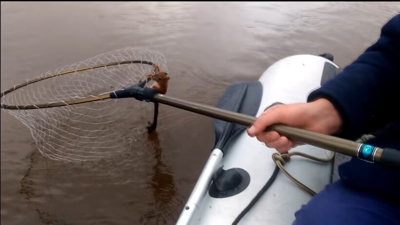 Блог - Белке мешали переплыть реку орланы, чайки и вороны, и люди решили ей помочь Белке мешали переплыть реку орланы, чайки и вороны, и люди решили ей помочь