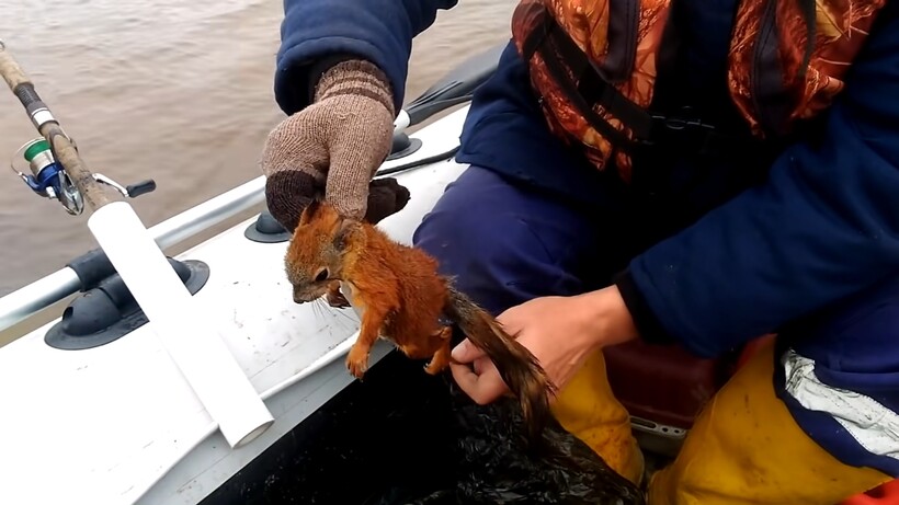 Блог - Белке мешали переплыть реку орланы, чайки и вороны, и люди решили ей помочь Белке мешали переплыть реку орланы, чайки и вороны, и люди решили ей помочь