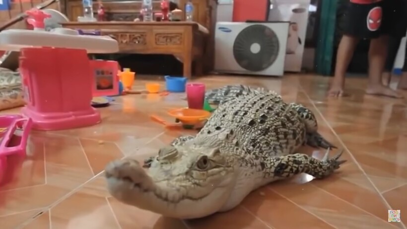 Блог - Видео: Удивительные питомцы, которые принадлежат детям Видео: Удивительные питомцы, которые принадлежат детям