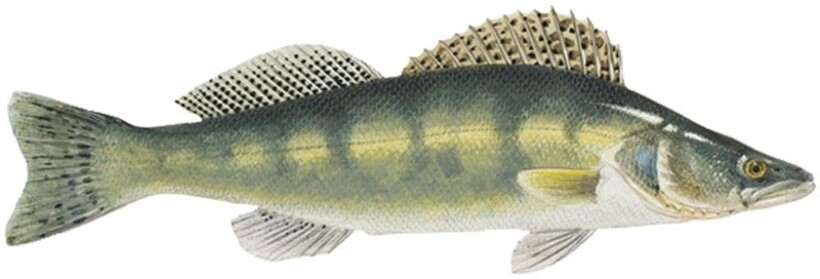 Женская рыба судак