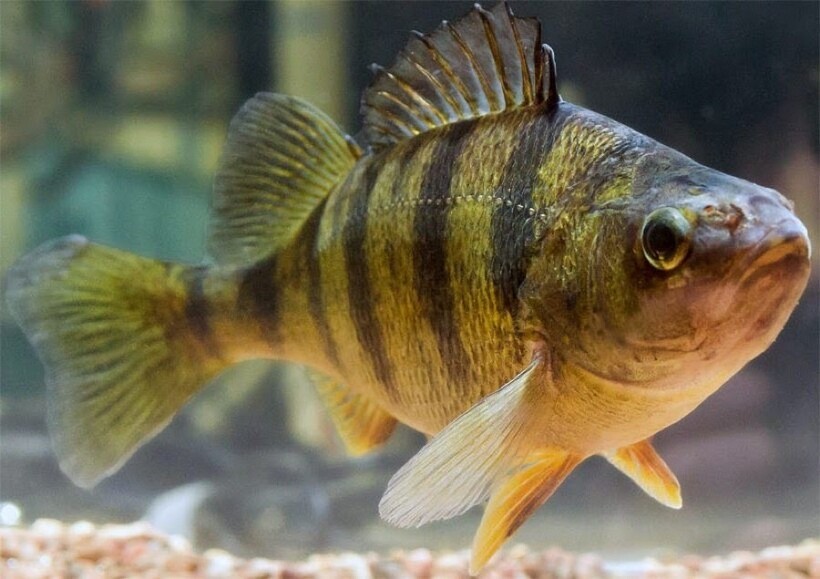 Редкая рыба окунь