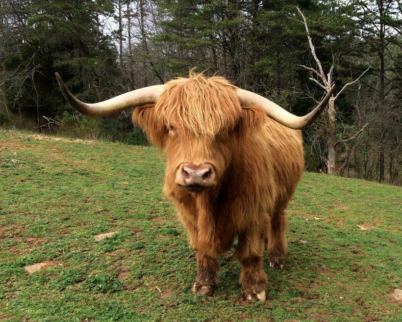 Хайленд ― большой и нежный зверь Хайленд ― большой и нежный зверь