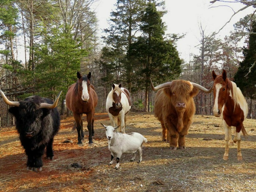 На ферме Стюарта подобралась весьма веселая компания На ферме Стюарта подобралась весьма веселая компания