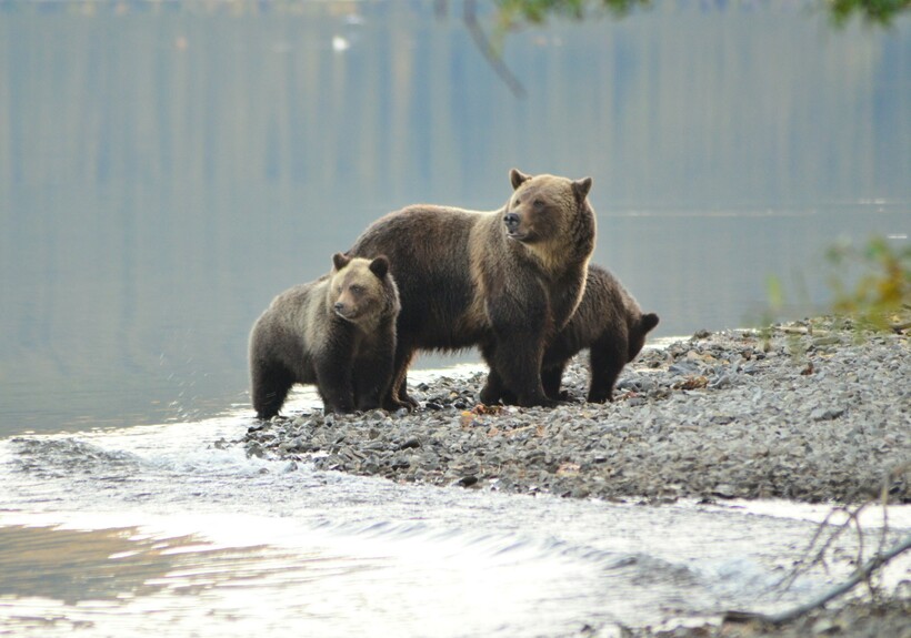 Блог - Реальный «Выживший»: история человека, уцелевшего в битве с медведем Реальный «Выживший»: история человека, уцелевшего в битве с медведем