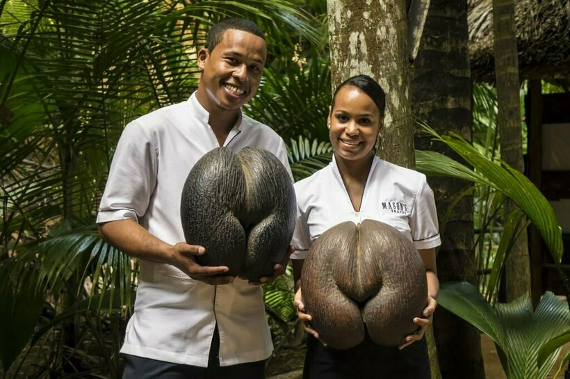 Блог - Видео: Почему считали, что удивительный кокос коко-де-мер растет на морском дне Видео: Почему считали, что удивительный кокос коко-де-мер растет на морском дне