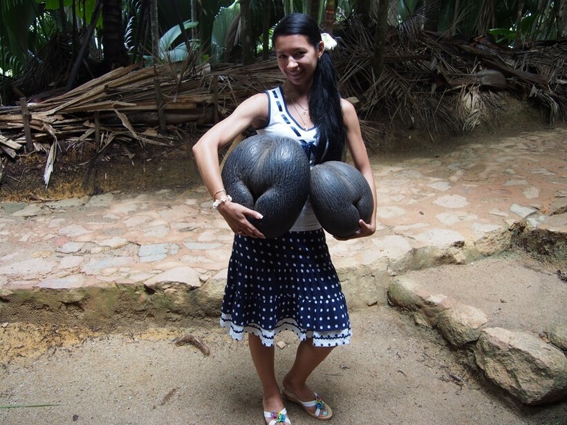 Блог - Видео: Почему считали, что удивительный кокос коко-де-мер растет на морском дне Видео: Почему считали, что удивительный кокос коко-де-мер растет на морском дне