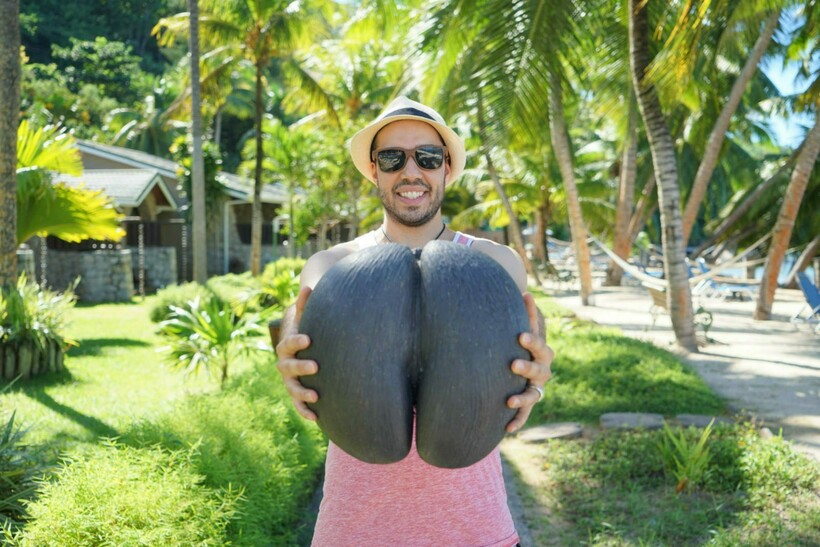 Блог - Видео: Почему считали, что удивительный кокос коко-де-мер растет на морском дне Видео: Почему считали, что удивительный кокос коко-де-мер растет на морском дне