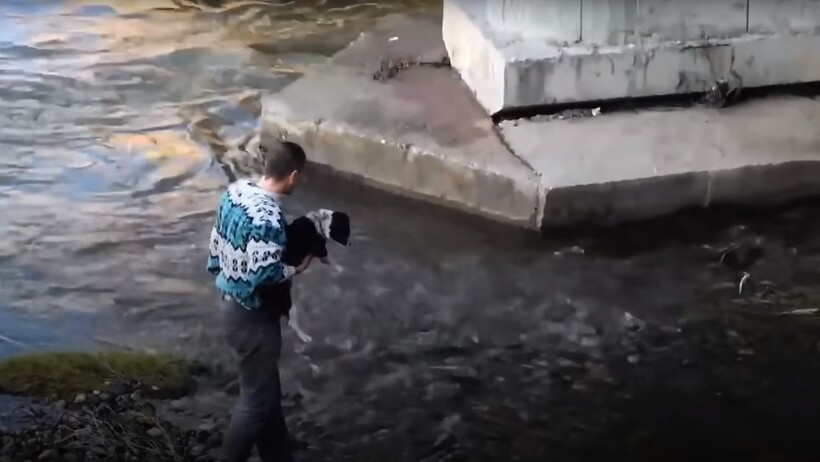 Блог - Видео: Мужчина спрыгнул с моста и спас собаку Видео: Мужчина спрыгнул с моста и спас собаку