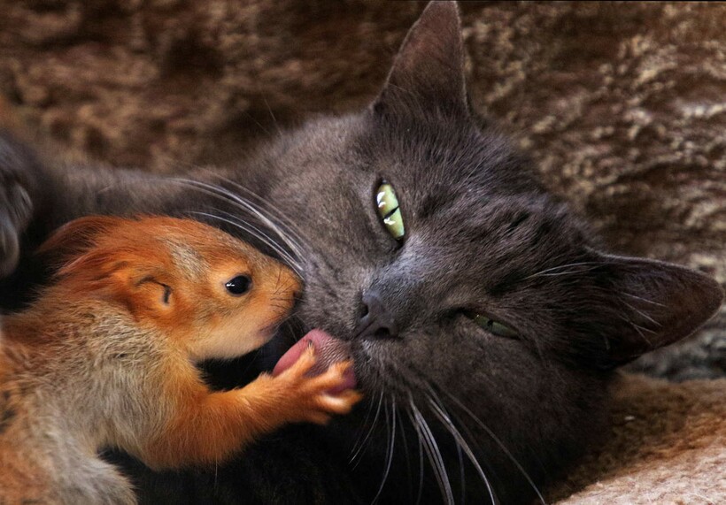 16 трогательных снимков, на которых подружились совершенно разные животные