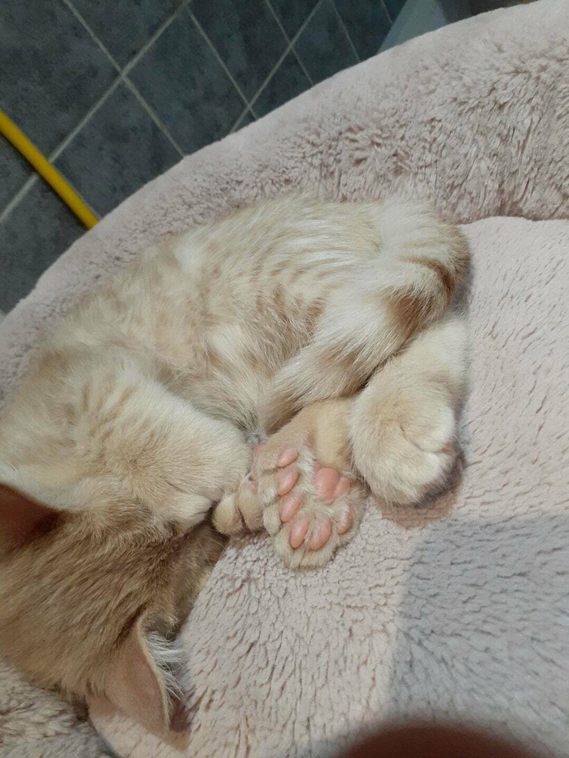 Блог - 15 случаев, когда в мироздании произошел сбой, но люди успели все снять на камеру 15 случаев, когда в мироздании произошел сбой, но люди успели все снять на камеру