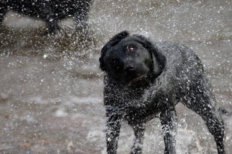 Блог - Видео: Женщина спасла собаку из ледяной реки Видео: Женщина спасла собаку из ледяной реки