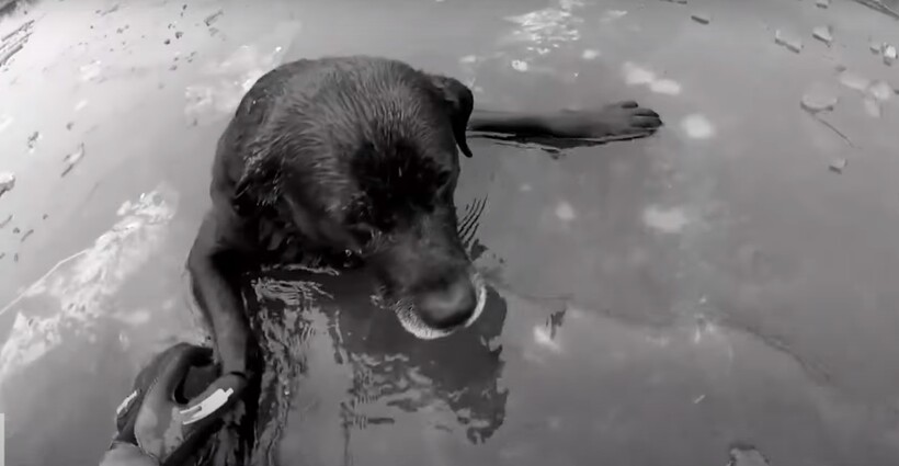 Блог - Видео: Женщина спасла собаку из ледяной реки Видео: Женщина спасла собаку из ледяной реки