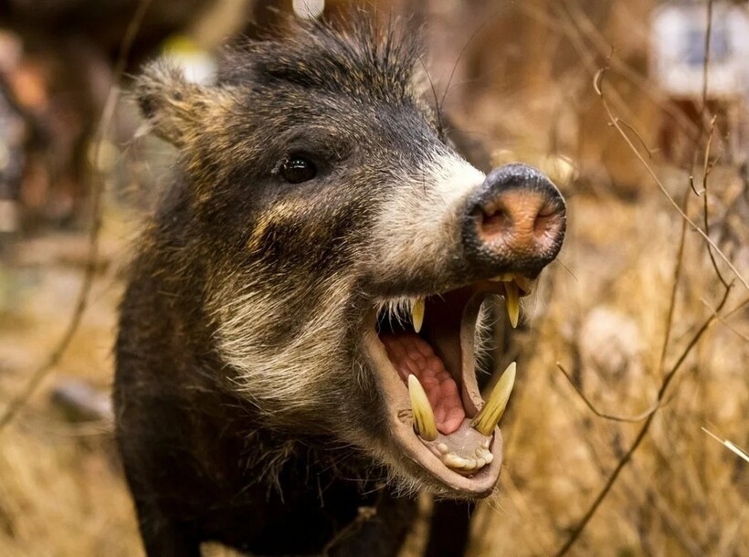 Кабаньи клыки, например, были символом обжорства, якобы свойственного всем студентам Кабаньи клыки, например, были символом обжорства, якобы свойственного всем студентам