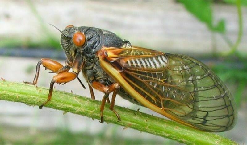 Блог - Устрицы во фритюре и цикады: вкусы мороженого, которые редко где встречаются Устрицы во фритюре и цикады: вкусы мороженого, которые редко где встречаются
