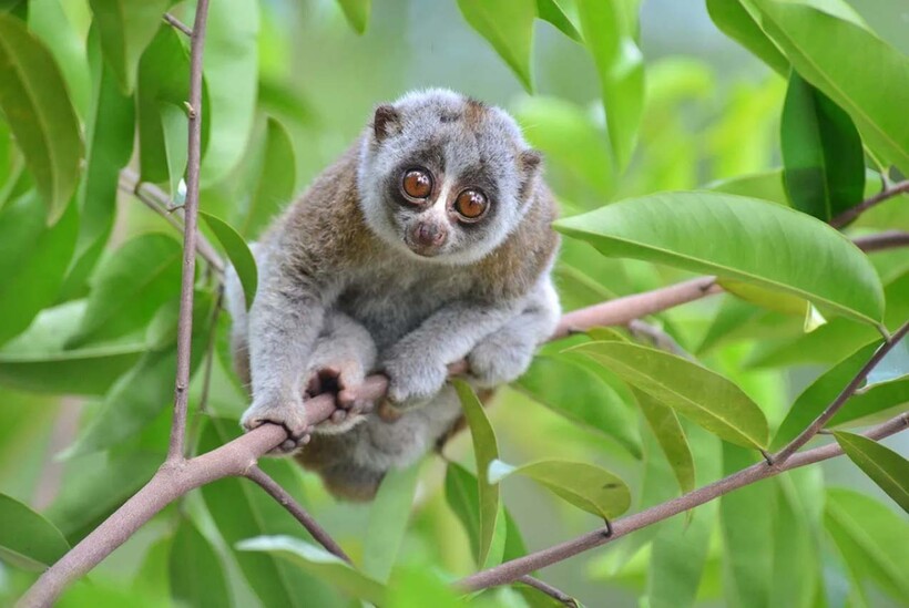 Яванский лори