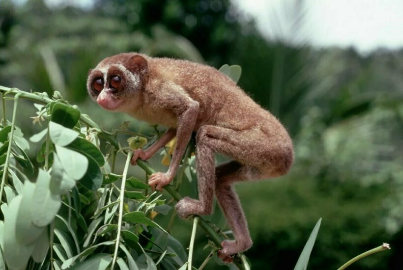 Цейлонский лори