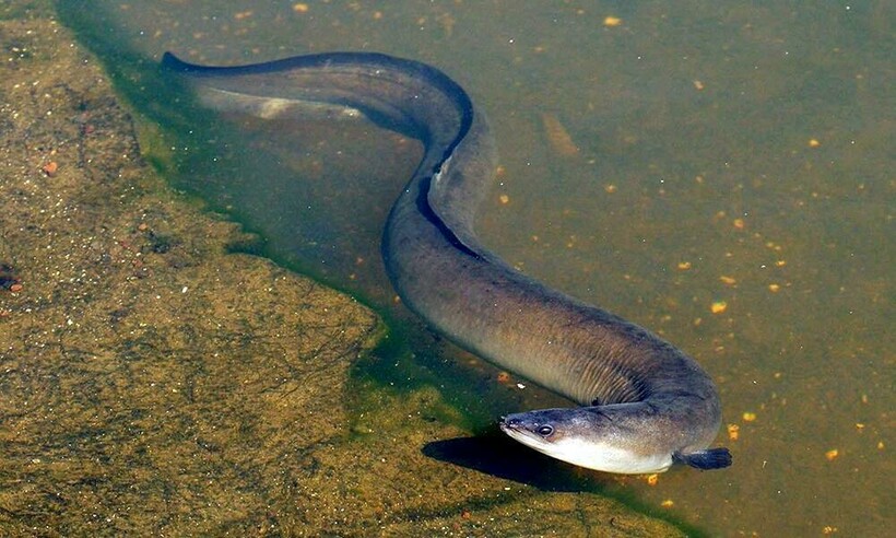 Пресноводный угорь в Саргассовом море
