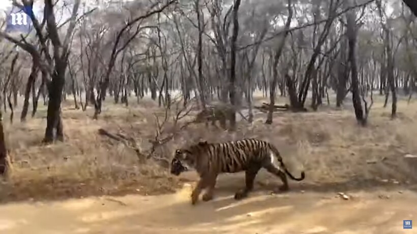 Блог - Видео: Семейные разборки бывают и у тигров — как тигрицы-сестры делят территорию Видео: Семейные разборки бывают и у тигров — как тигрицы-сестры делят территорию