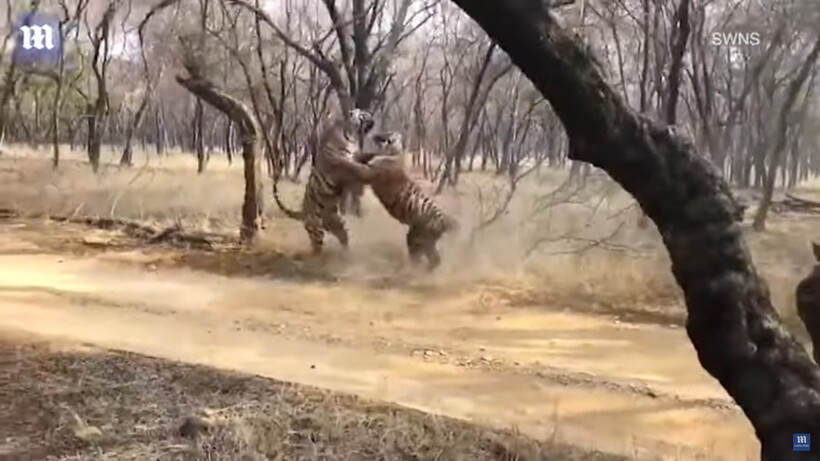 Блог - Видео: Семейные разборки бывают и у тигров — как тигрицы-сестры делят территорию Видео: Семейные разборки бывают и у тигров — как тигрицы-сестры делят территорию