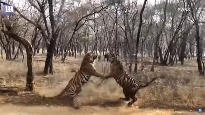 Блог - Видео: Семейные разборки бывают и у тигров — как тигрицы-сестры делят территорию Видео: Семейные разборки бывают и у тигров — как тигрицы-сестры делят территорию
