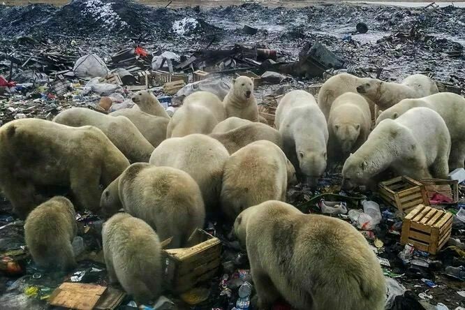 Белые медведи медленно меняют цвет своей шкуры Белые медведи медленно меняют цвет своей шкуры