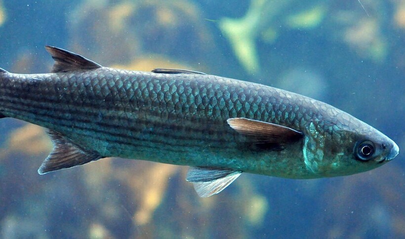 Пеленгас в море