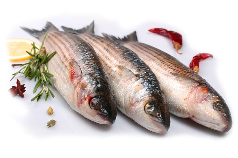 Как выглядит кефаль