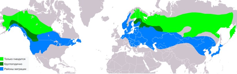 Карта-схема ареала обыкновенного свиристеля