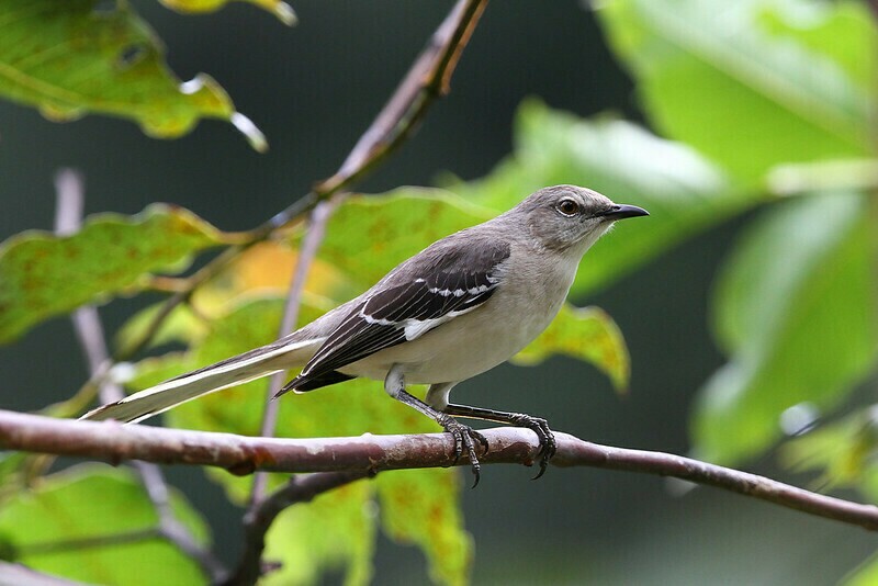 Многоголосый пересмешник