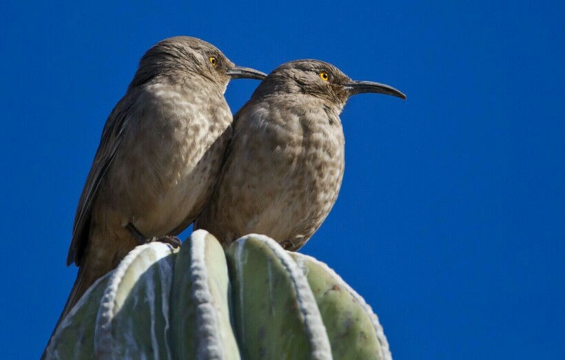 Пара пересмешников