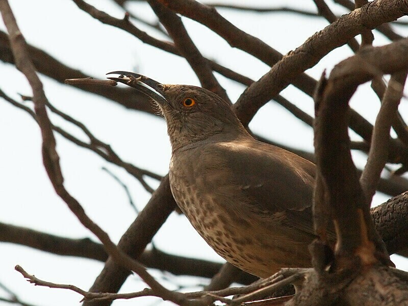 Пищуховый пересмешник