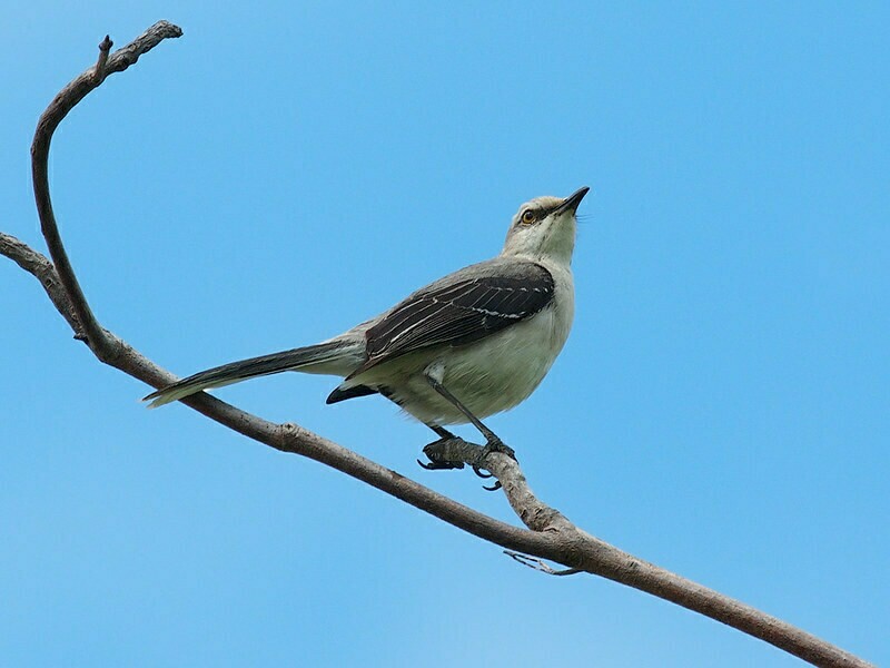 Тропический певчий пересмешник