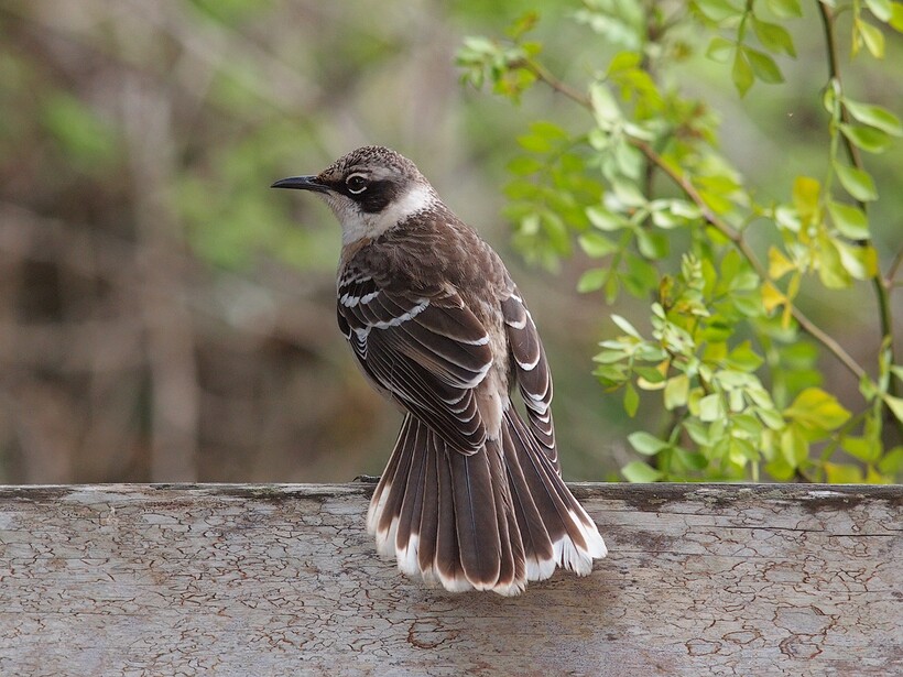 Галапагосский пересмешник