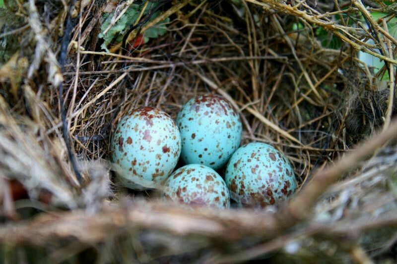 Гнездо пересмешника