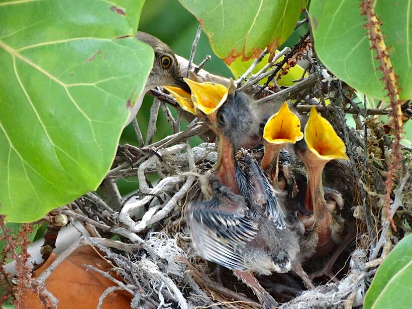 Птенцы пересмешника