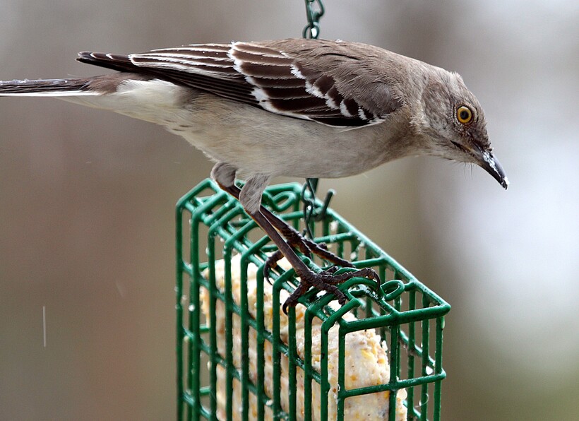 Кормление пересмешника