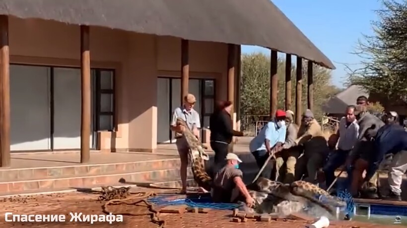 Блог - Видео: Люди спасают животных, попавших в непростую ситуацию Видео: Люди спасают животных, попавших в непростую ситуацию