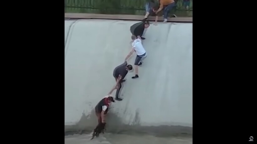 Блог - Видео: Люди спасают животных, попавших в непростую ситуацию Видео: Люди спасают животных, попавших в непростую ситуацию