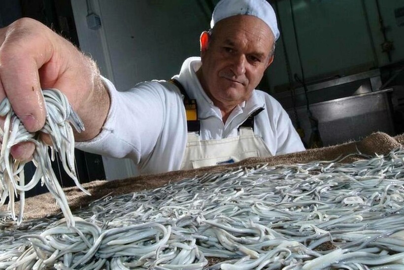 Когда-то мальками кормили только домашний скот