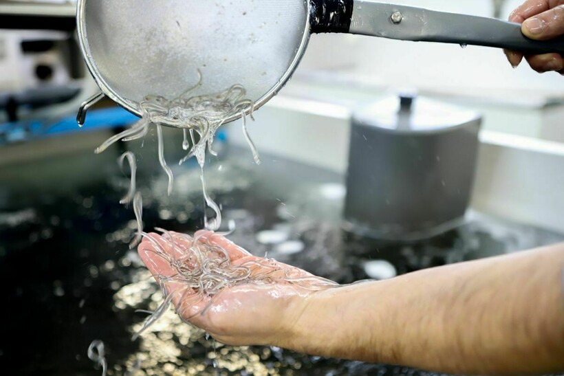 Сразу после улова мальки практически прозрачные