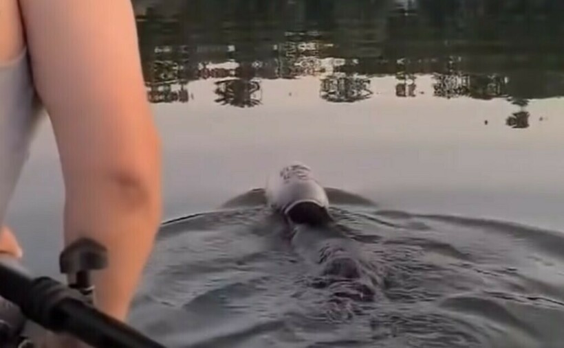 Блог - Видео: Люди спасают животных, попавших в непростую ситуацию Видео: Люди спасают животных, попавших в непростую ситуацию