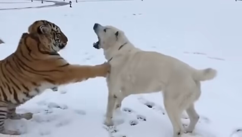 Блог - Видео: Противостояние тигра и алабая за право владеть пустой бутылкой Видео: Противостояние тигра и алабая за право владеть пустой бутылкой